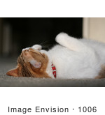 #1006 Picture Of A Cat Laying On Her Back