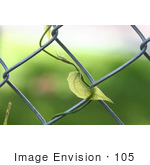 #105 Stock Photo Of A Blue Sky Vine Plant Growing On A Fence