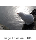 #1058 Picture of a White Cat Looking at the Rogue River by Kenny Adams