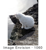#1060 Picture Of A White Ocean Cat Looking Down From A Jetty