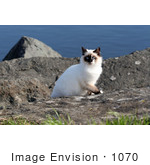 #1070 Picture Of A Homeless Mongrel Cat At The Rouge River
