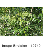 #10740 Picture Of Leaves On A Raywood Ash Tree