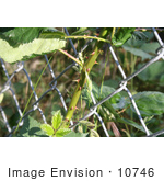 #10746 Picture Of A Blackberry Vine Growing Through A Fence