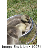 #10974 Picture Of African Goslings (Anser Cygnoides)