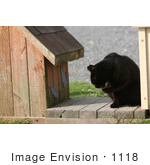 #1118 Picture Of A Black Stray Cat Cleaning Itself