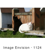 #1124 Picture Of A Black And A White Cat Sitting Together