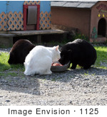 #1125 Picture Of Stray Cats Eating