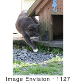 #1127 Picture of an Old Stray Cat Walking Around a Cat House by Kenny Adams
