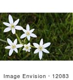 #12083 Picture Of Star Of Bethlehem Flowers