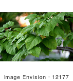 #12177 Picture Of A Catalpa Tree