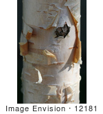 #12181 Picture Of A Peeling Jacquemontii Birch
