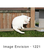 #1221 Photography Of A White Cat Cleaning Itself
