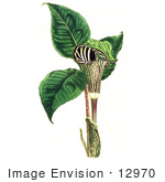 #12970 Picture Of A Jack-In-The-Pulpit Flower (Arum Triphyllum)