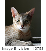 #13753 Picture Of A 5 Month Old Male Savannah Kitten