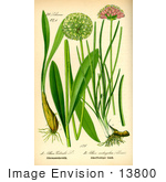 #13800 Picture Of Allium Victoralis Onion Plants