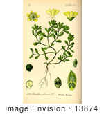 #13874 Picture Of Common Purslane Verdolaga Pigweed Little Hogweed Pusley (Portulaca Oleracea)