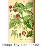 #14021 Picture Of Raspberry European Raspberry Red Raspberry (Rubus Idaeus)