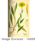 #14209 Picture Of Yellow Oxeye Daisy (Buphthalmum Salicifolium)