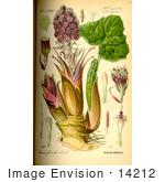 #14212 Picture Of Common Butterbur Bog Rhubarb Devil’S Hat Pestilence Wort (Petasites Hybridus)