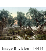 #14414 Picture Of The Garden Of Gethsemane Jerusalem