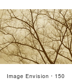 #150 Photograph Of Bare Tree Branches In Sepia Tone