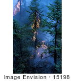 #15198 Picture Of A Forest Fire With Flames In Trees