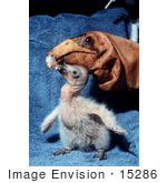 #15286 Picture Of A California Condor (Gymnogyps Californianus) Chick With Puppet Parent