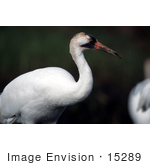 #15289 Picture Of A Whooping Crane (Grus Americana)