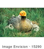 #15290 Picture Of An Emperor Goose (Chen Canagica) And Chicks