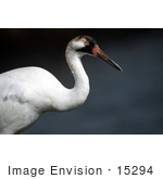 #15294 Picture Of A Whooping Crane (Grus Americana)