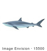 #15500 Picture Of A Shark