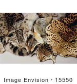 #15550 Picture Of Illegal Wildlife Trade Skins