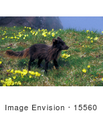 #15560 Picture Of An Arctic Fox (Alopex Lagopus) Standing In Alaska Poppies