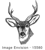 #15580 Picture Of A Deer With Antlers