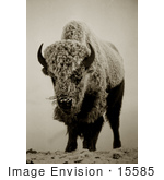 #15585 Picture Of A Buffalo Bison In Fog Frost And Snow