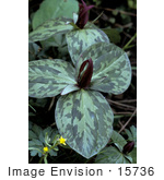 #15736 Picture Of Sessile-Flowered Wake-Robin Toadshade (Trillium Sessile)