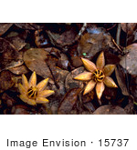 #15737 Picture Of West Indian Mahogany Seedlings (Swietenia Mahagoni)