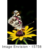 #15758 Picture Of A Painted Lady Butterfly (Vanessa Cardui) On A Yellow Flower