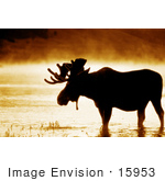 #15953 Picture Of A Moose In Water On A Foggy Morning