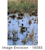 #16093 Picture Of A Mallard Duck Pair In A Wetland