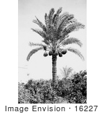 #16227 Picture Of A Date Palm Tree (Phoenix Dactylifera)