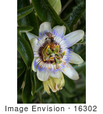#16302 Picture Of Two Bees On A Passion Flower Collecting Pollen