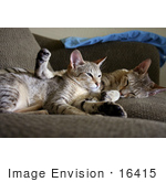 #16415 Picture of Cats Cuddling on a Couch by Jamie Voetsch