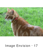 #17 Picture Of An Orange Cat Standing On Grass