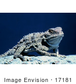 #17181 Picture Of One Pygmy Horned Lizard/Short-Horned Lizard (Phrynosoma Douglasi
