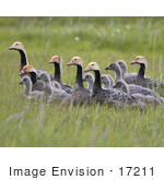 #17211 Picture Of A Small Gaggle Of Emperor Geese (Chen Canagica) In Tall Green Grasses