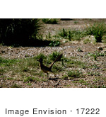 #17222 Picture Of One Roadrunner (Geococcyx) Running With Prey