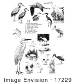 #17229 Illustrated Clip-Art Of A Compilation Of Birds Including Herons Spoonbills And Egrets