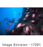 #17291 Picture Of A Diver Near A Reef With A Group Of Pink Squirrelfish (Holocentridae)