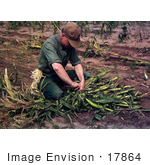 #17864 Photo Of A Male Farmer Tying Harvested Corn Into Bundles